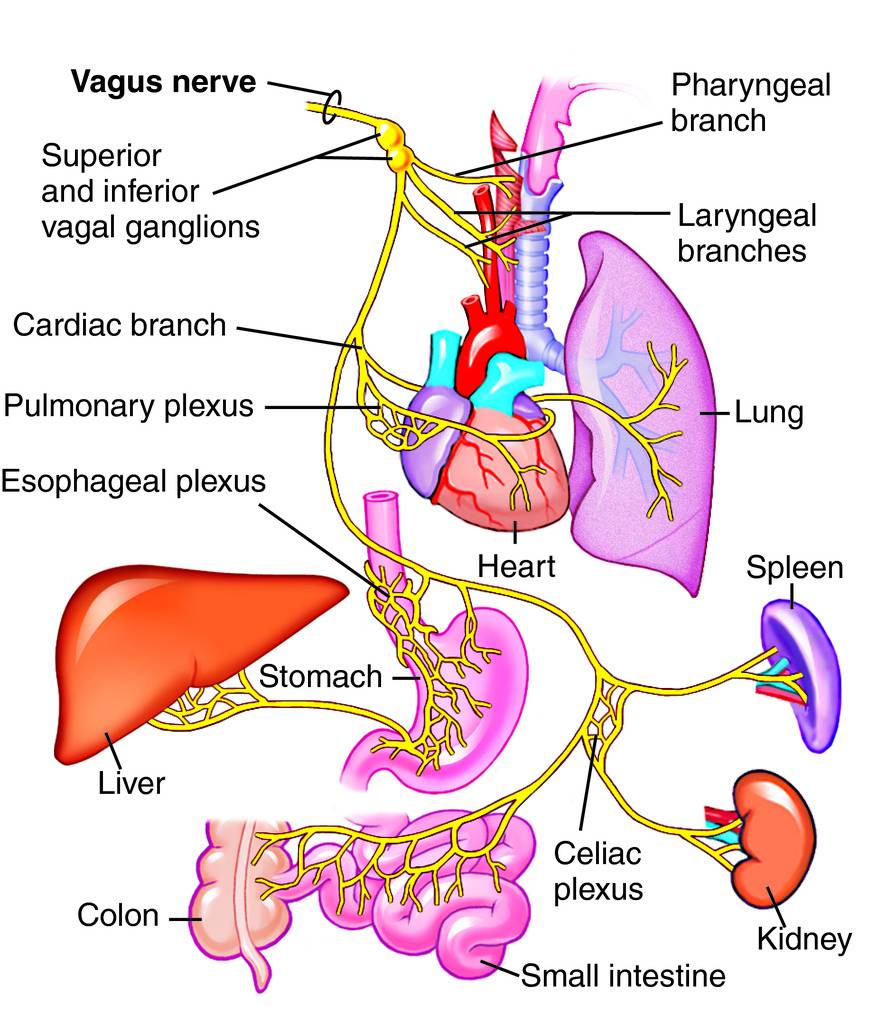 vagus_nerve